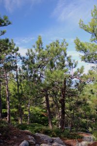 red pines healthy 2