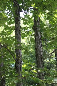 shagbark hickory