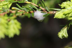 spittle on hemlock