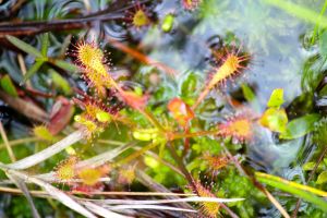 sundew