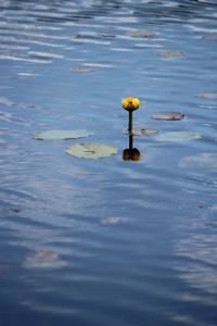 water lily