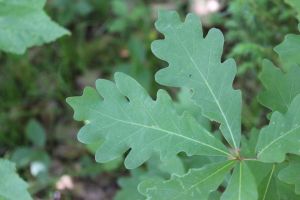 white oak leaf