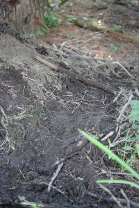 beaver mound disturbance