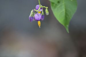 Bittersweet Nightshade