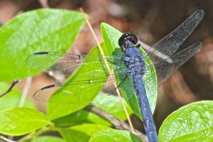 blue dasher dragonfly
