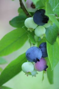 blueberries
