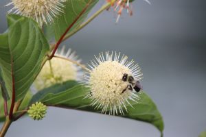 buttonbush