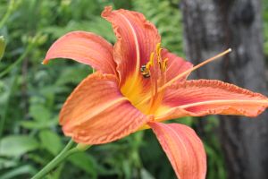 day lily