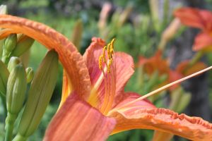 daylily 2