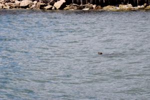 harbor seal