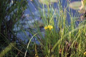 Horned Bladderwort