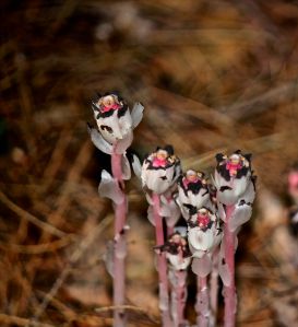Indian pipe