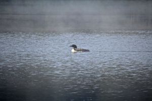 loon1