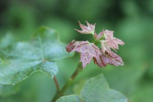 new red maple leaves