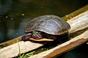 painted turtle