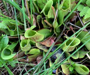 pitcher plant 1