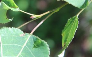 quaking aspen scales