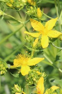 St. Johnswort