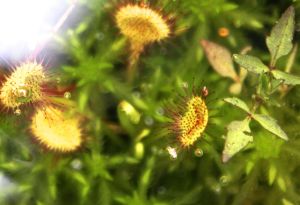 sundew aliens