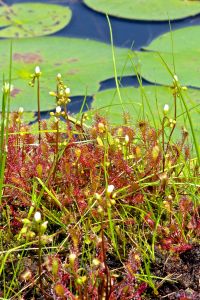 sundews 2