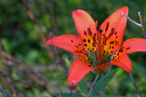 wood lily 2