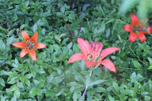 wood lily--burst of light