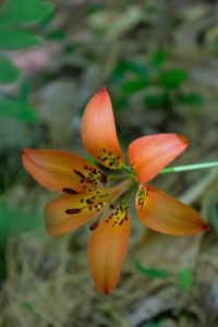 wood lily, whiting