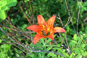 wood lily