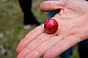 acorn plum gall