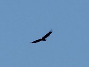 bald eagle 1
