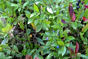 blueberries and huckleberries