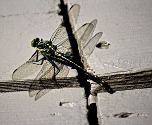 dragonfly