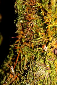 fern moss spore capsules