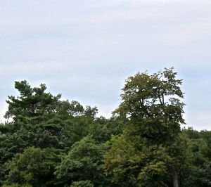 immature bald eagle and nest