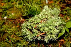 pincushion moss