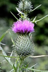 thistle