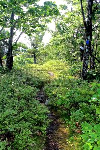 trail along the ridge