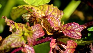 antlers searching mint