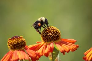 bee 3