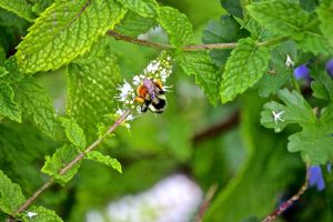 bee on mint