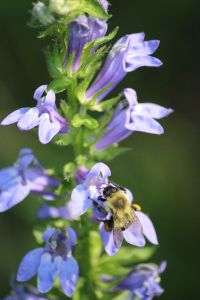 bee