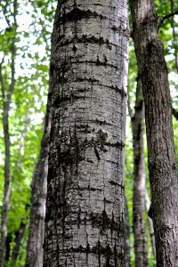 big tooth aspen bark