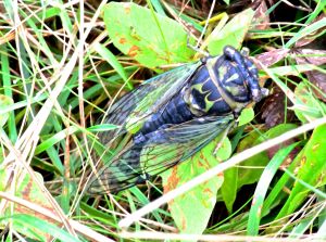green cicada