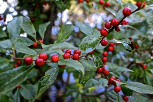 common winterberry