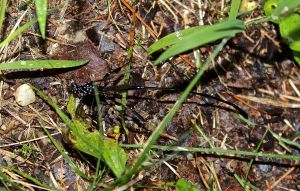female Ichneumon Wasp