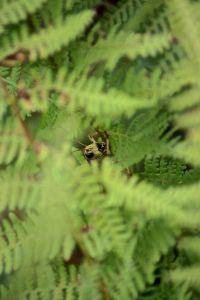 grasshopper in fern