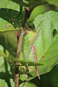 green darner dragonfly