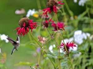 hummer approaching 3