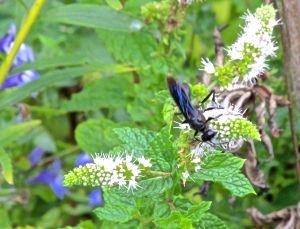 large blue wasp