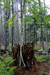 make the most of what life gives you